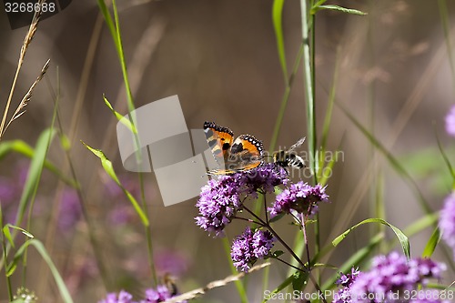 Image of tortoiseshell