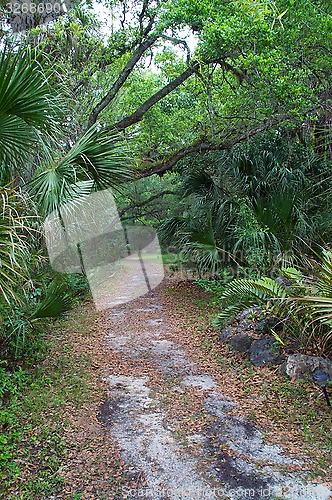 Image of dirt road in forest