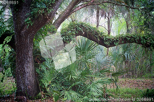 Image of oak tree and palms in subtropical forest