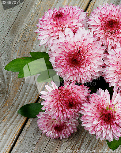 Image of Chrysanthemum