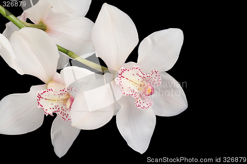 Image of white orchid