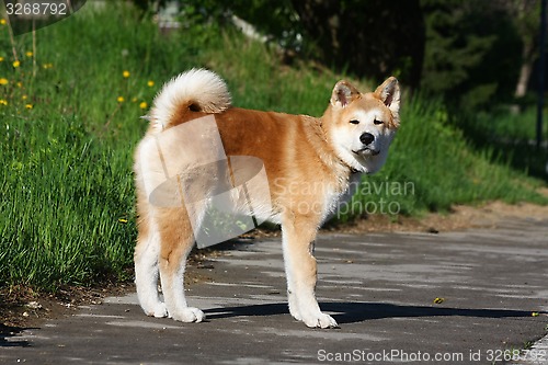 Image of Akita Inu puppy