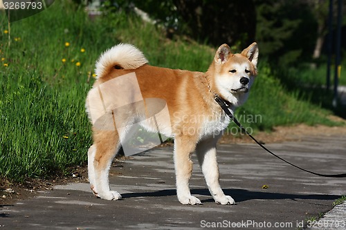 Image of Akita Inu puppy