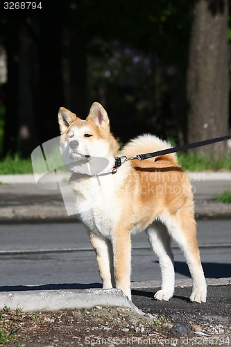 Image of Akita Inu puppy