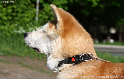 Image of Akita Inu puppy