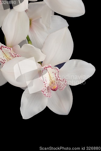 Image of white orchid