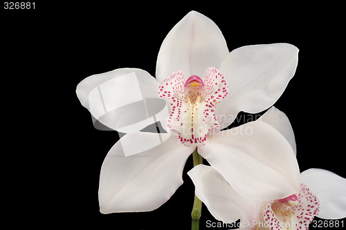 Image of white orchid