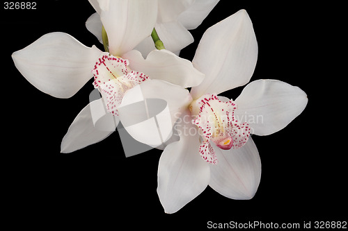 Image of white orchid