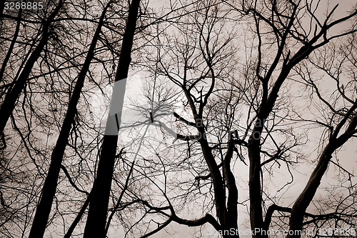 Image of Bare trees