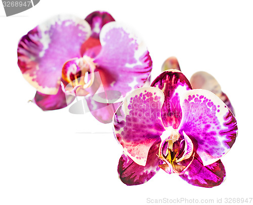 Image of blossoms of Moth Orchid