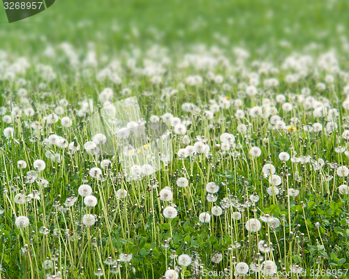 Image of dandelion meadow