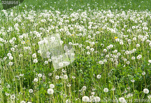 Image of dandelion meadow