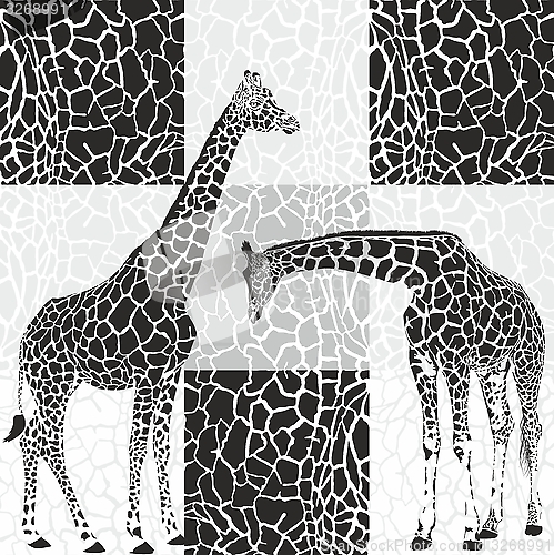 Image of Giraffes and camouflage fur for wallpaper