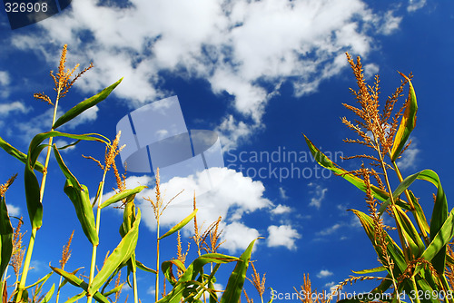 Image of Corn field