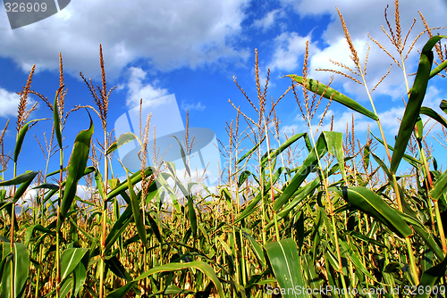 Image of Corn field