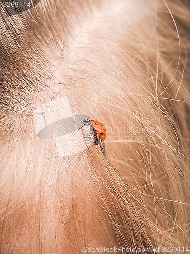 Image of Ladybird walking in a persons hair with folded wings