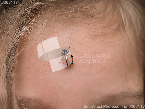 Image of Closeup of ladybird bug on forehead walking towards hair