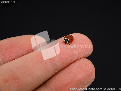 Image of Ladybird walking on middle finger isolated towards black backgro