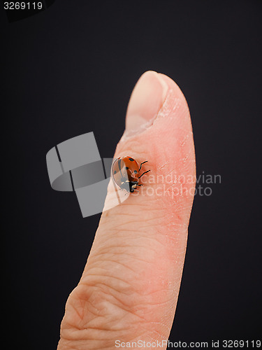 Image of Ladybird walking downwards on a finger isolated towards black ba