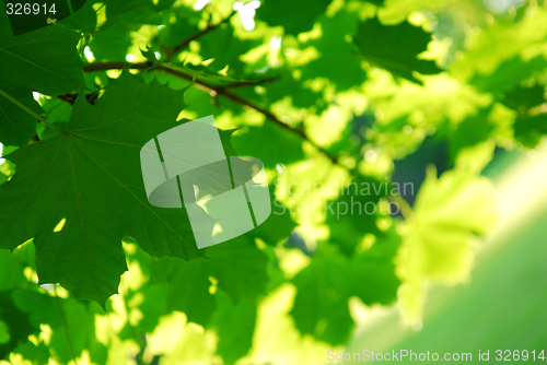 Image of Green leaves background