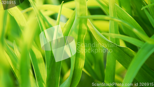 Image of Green background