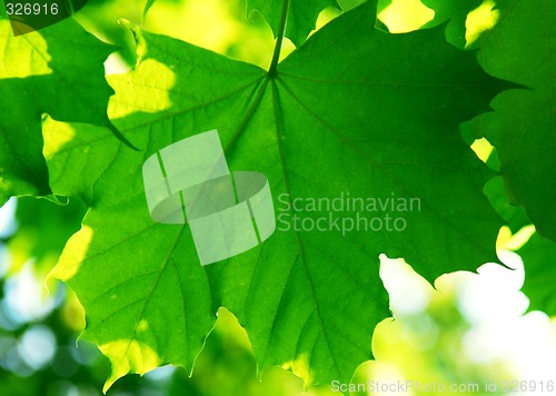 Image of Green leaves background