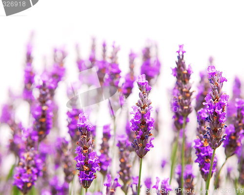 Image of Lavender background