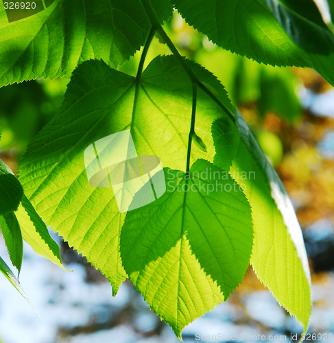 Image of Green leaves