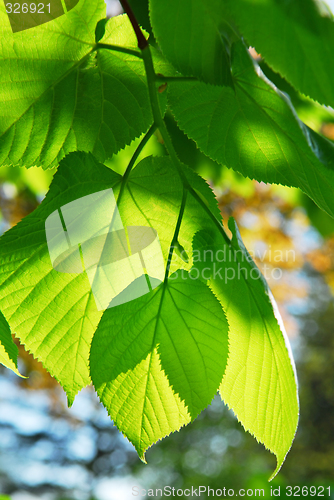 Image of Green leaves