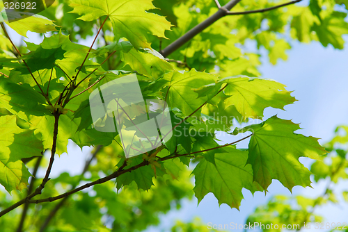 Image of Green leaves