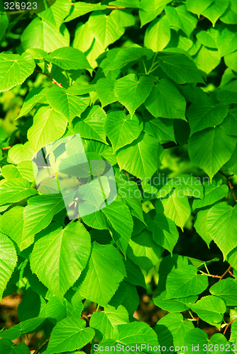 Image of Green leaves