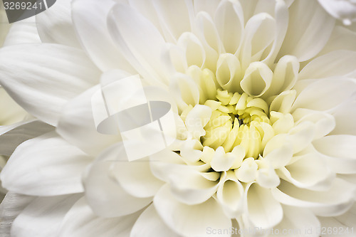 Image of Beautiful white flower macro