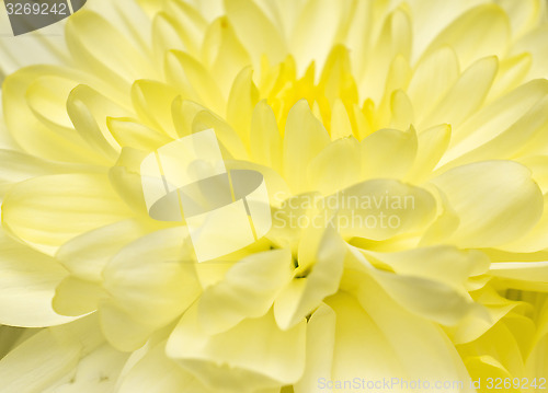 Image of Beautiful yellow flower macro