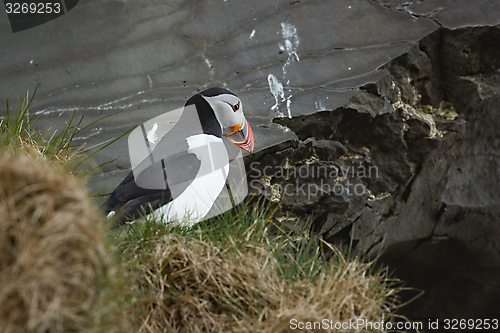 Image of Puffin on a cliff