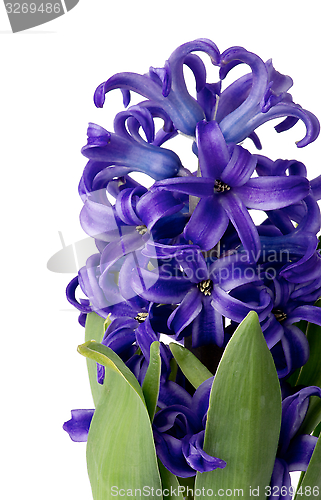 Image of Purple Hyacinth