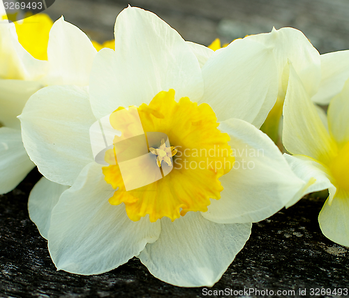 Image of Daffodils