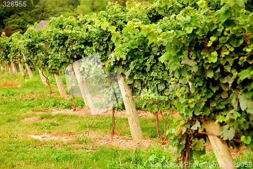 Image of Vineyard