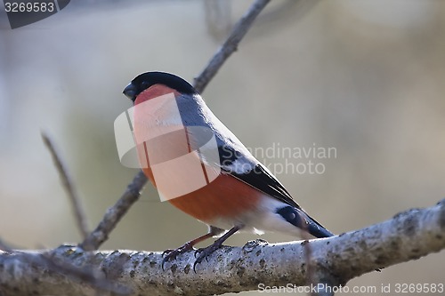 Image of bullfinch