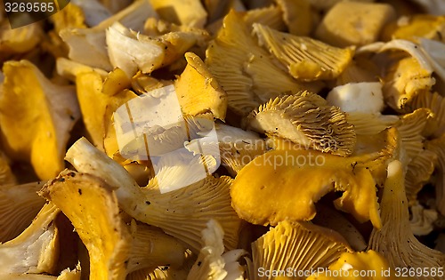 Image of girolles