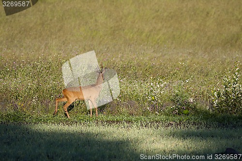 Image of roebuck