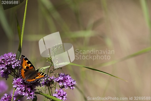 Image of small tortoiseshell