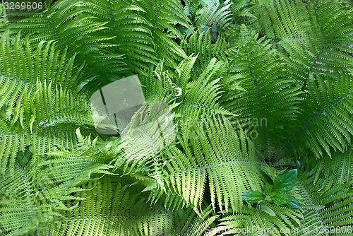 Image of fern