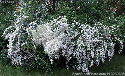Image of shrubbery