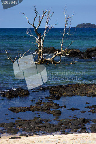 Image of andilana beach\'s tree