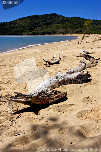 Image of bush in madagascar