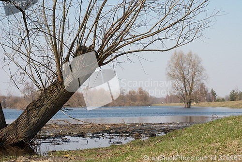 Image of Tree by the river