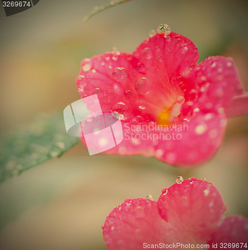 Image of achimenes flowers