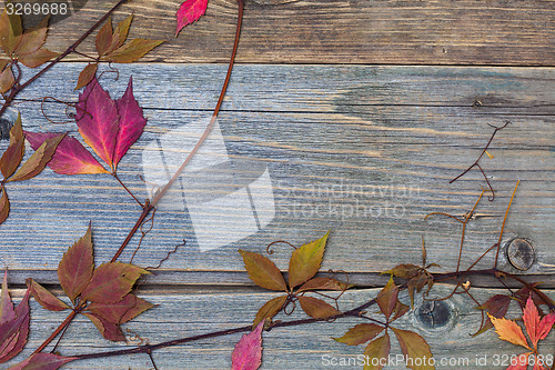 Image of herbarium on aged boards