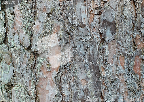 Image of Pine bark texture