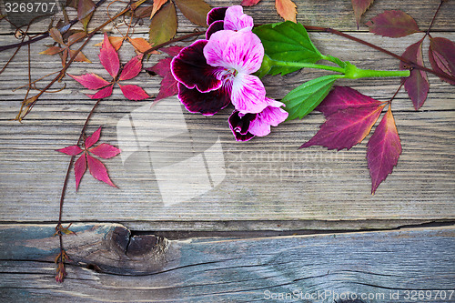 Image of pelargonium flower and herbarium